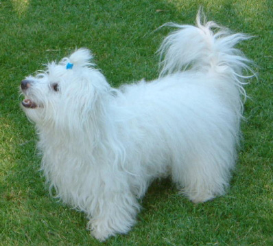 COTON DE TULEAR